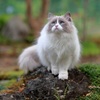 (=^・・^=)　まりん