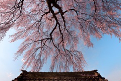 林陽寺の春
