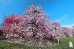 鈴鹿の森庭園　咲き誇る