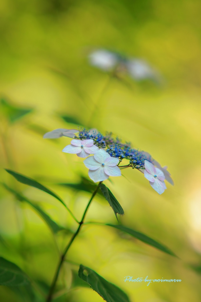 紫陽花の世界Ⅱ