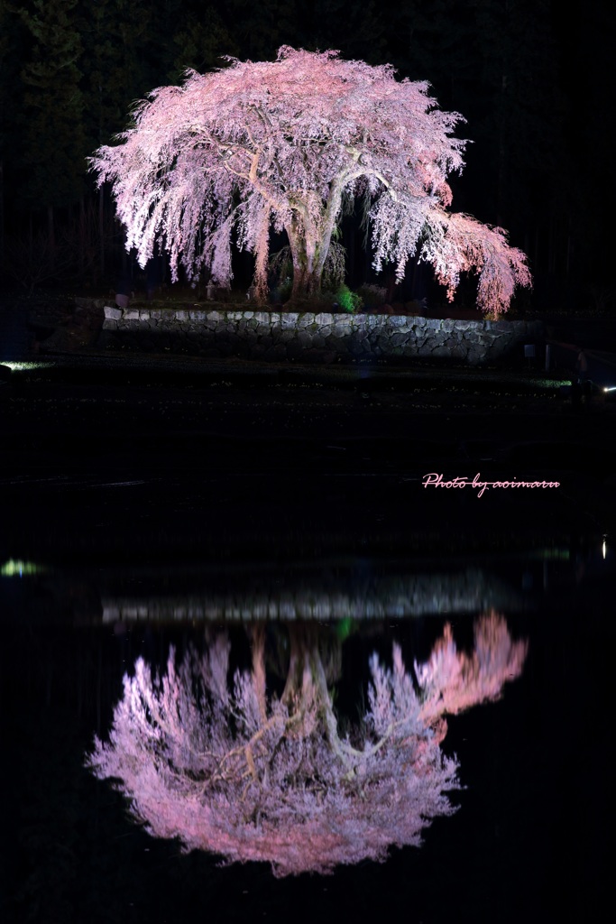 水戸野枝垂れ桜Ⅱ