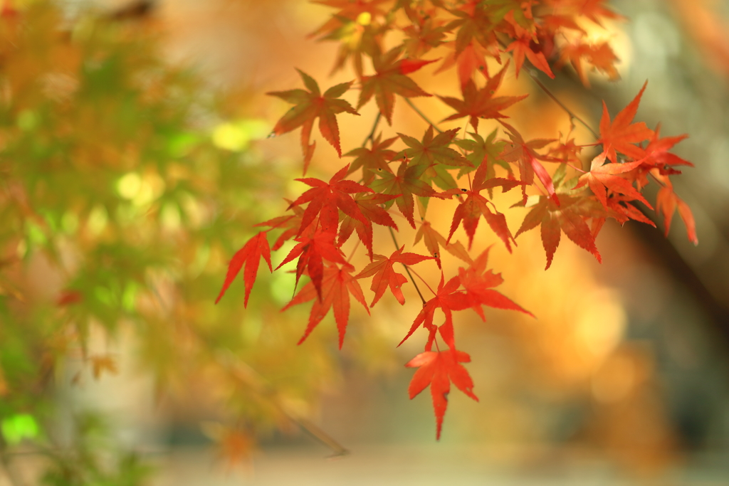 紅葉秋色