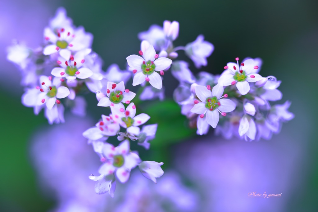 蕎麦の花Ⅲ