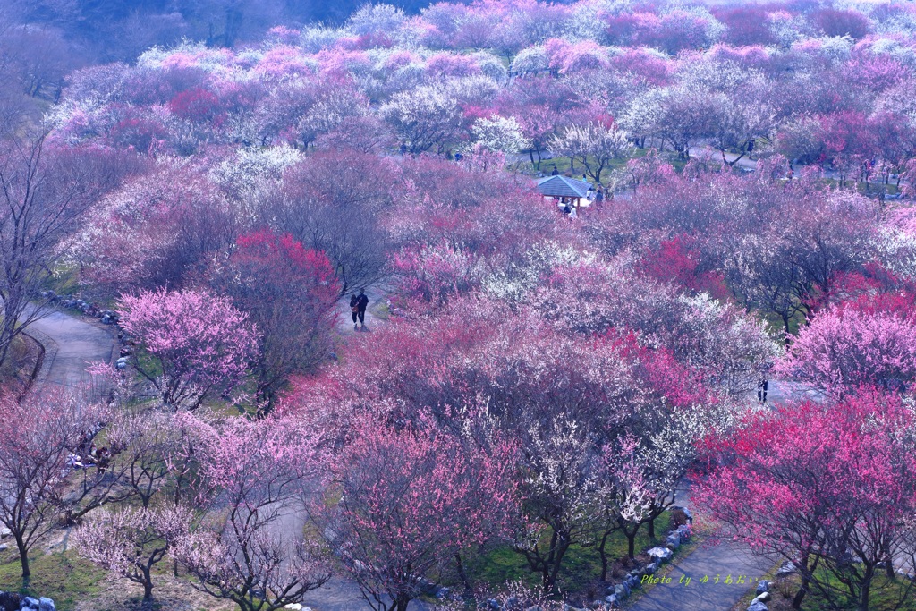 春の花園