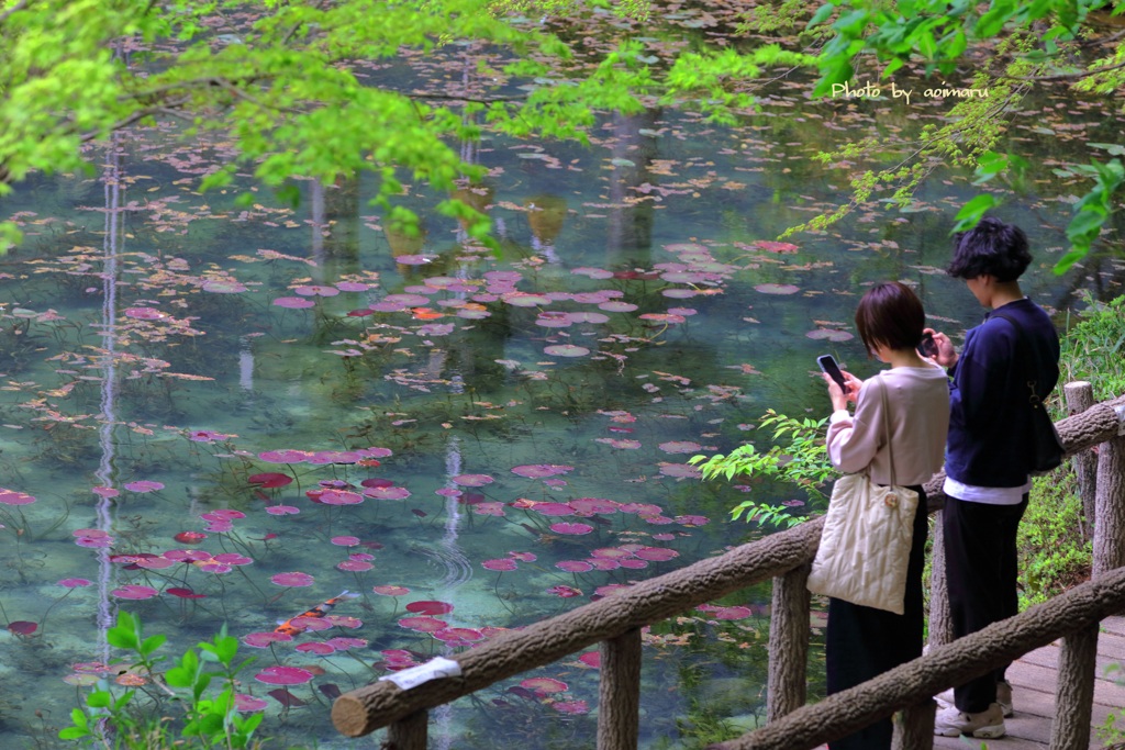 モネの池　新緑の季節