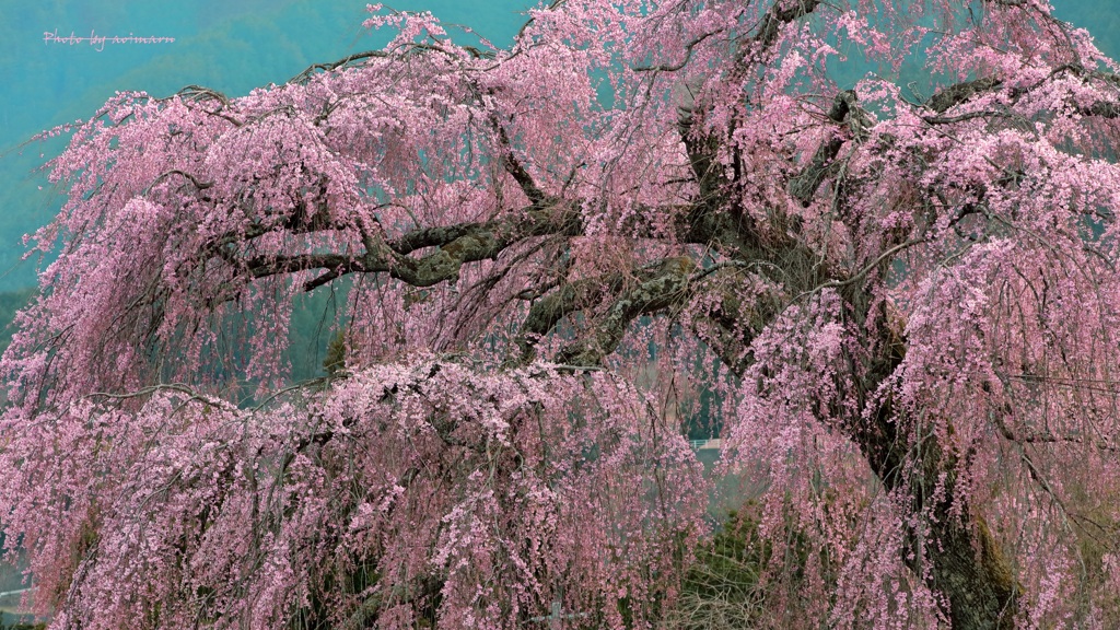 飛騨路の枝垂れ桜