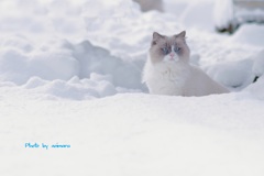 まりんの冬　=^_^=