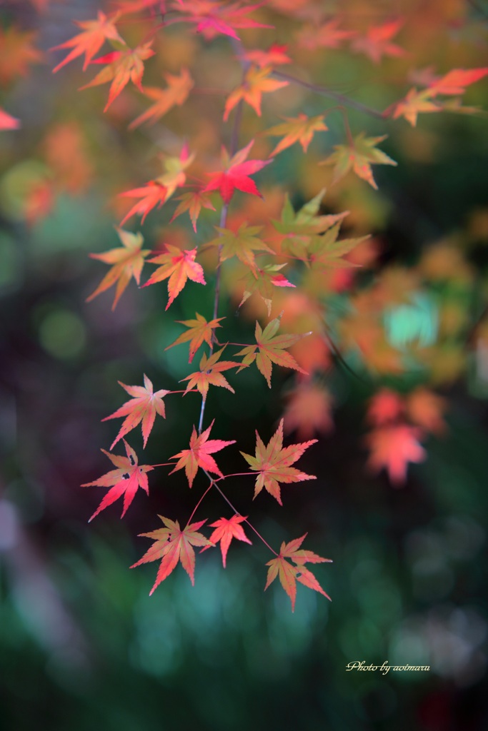 秋の彩り