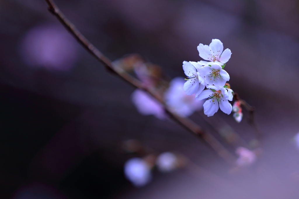 冬桜