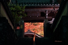 温泉寺ライトアップ