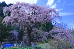 黒船桜（堂々と）