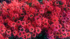 深紅の絨毯