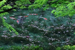 新緑のモネの池