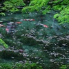 新緑のモネの池