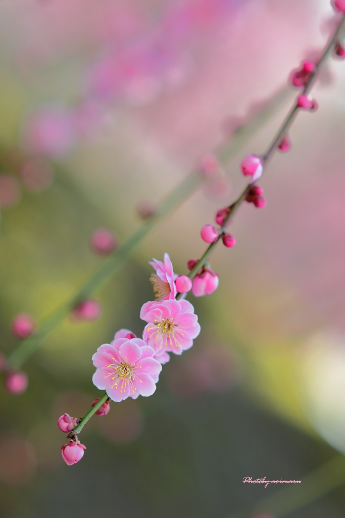 春の彩り