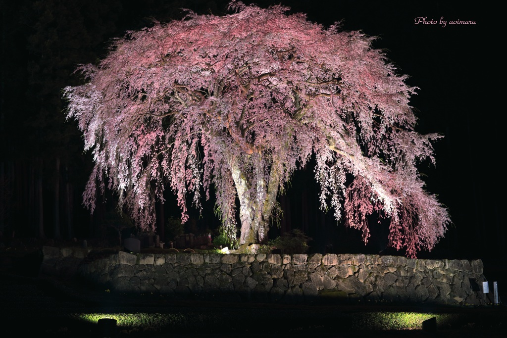 水戸野枝垂桜ライトアップⅣ