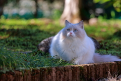 もじょかニャ～～ =^_^=