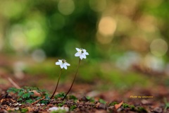 バイカオウレン　森の妖精