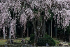 山里の枝垂れ桜