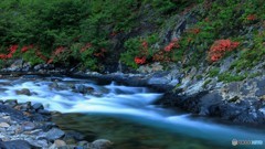 板取川に咲く