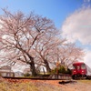 長良川鉄道　桜浪漫