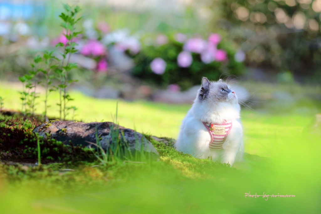 まりん(=^・^=)ちびトトロ