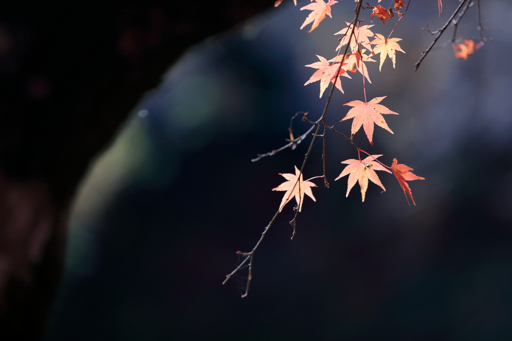 秋の終わり