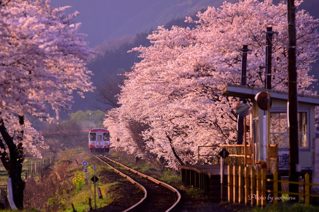 桜樽見鉄道 By あおいまる Id 写真共有サイト Photohito