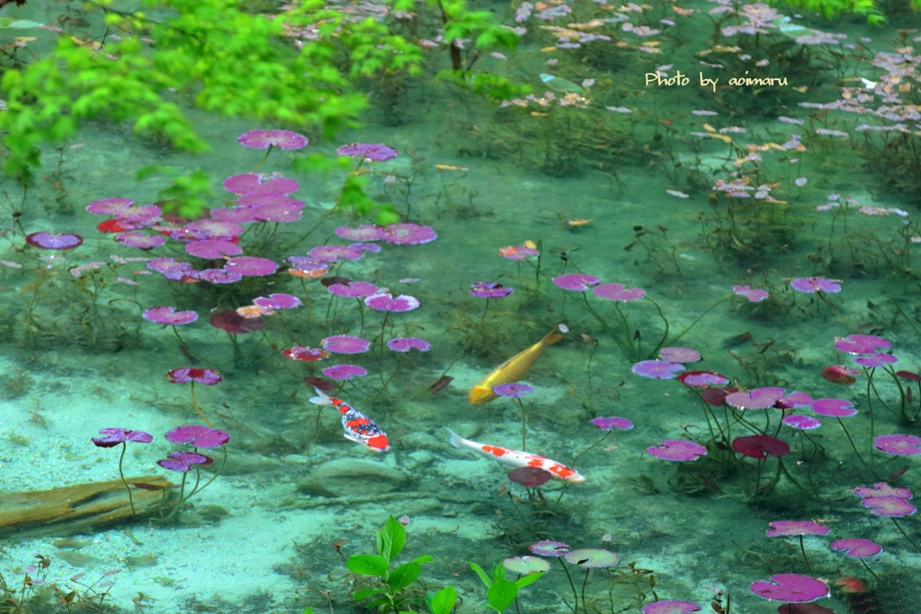 モネの池　初夏