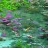 モネの池　初夏
