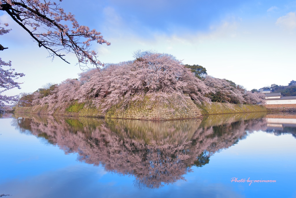 桜　彦根城