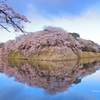 桜　彦根城