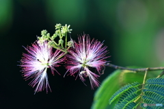 ねむの花