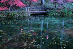 秋のモネの池