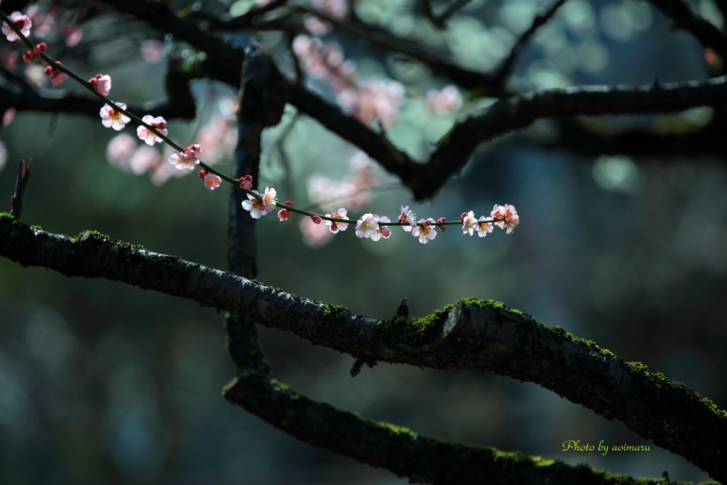 春光