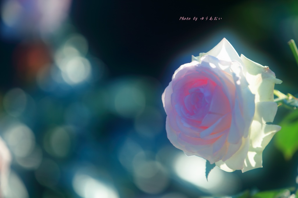 ピエール•ドゥ•ロンサール
