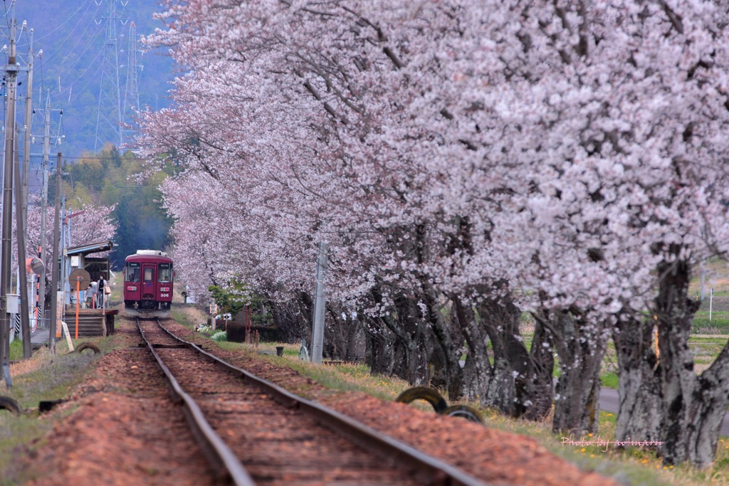 長良川鉄道　桜浪漫