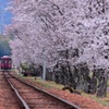 長良川鉄道　桜浪漫