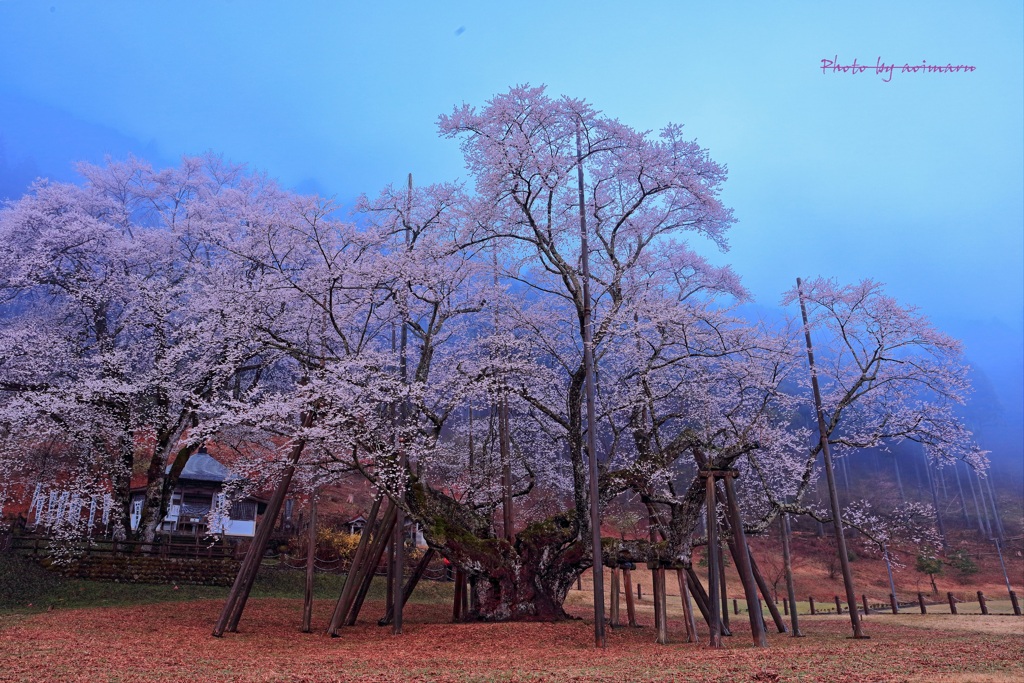 薄墨桜