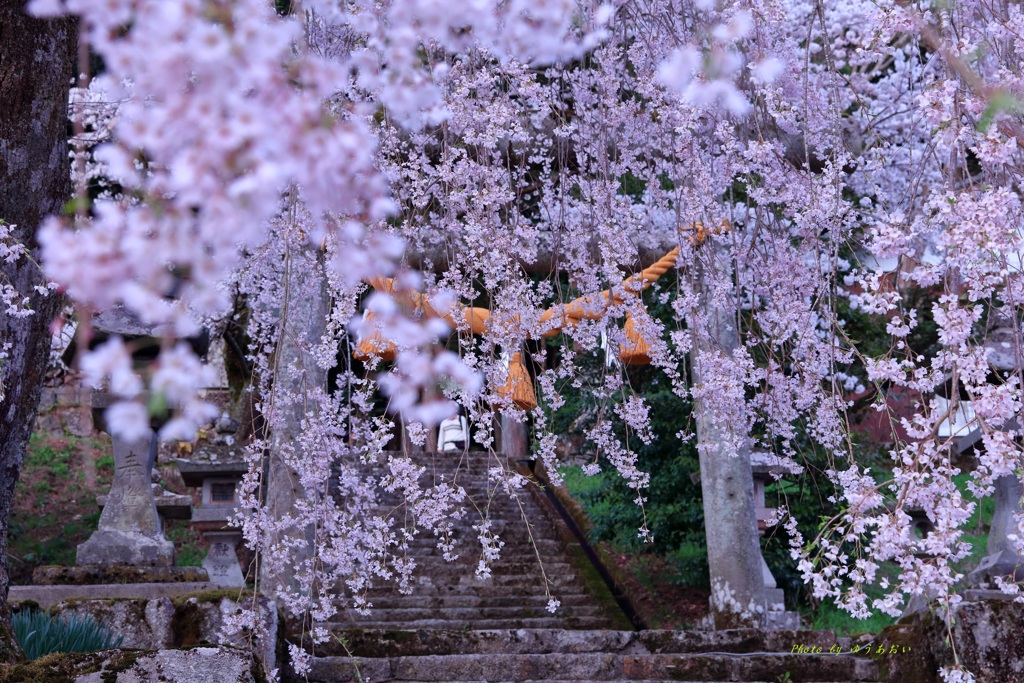 桜の中でお参りします