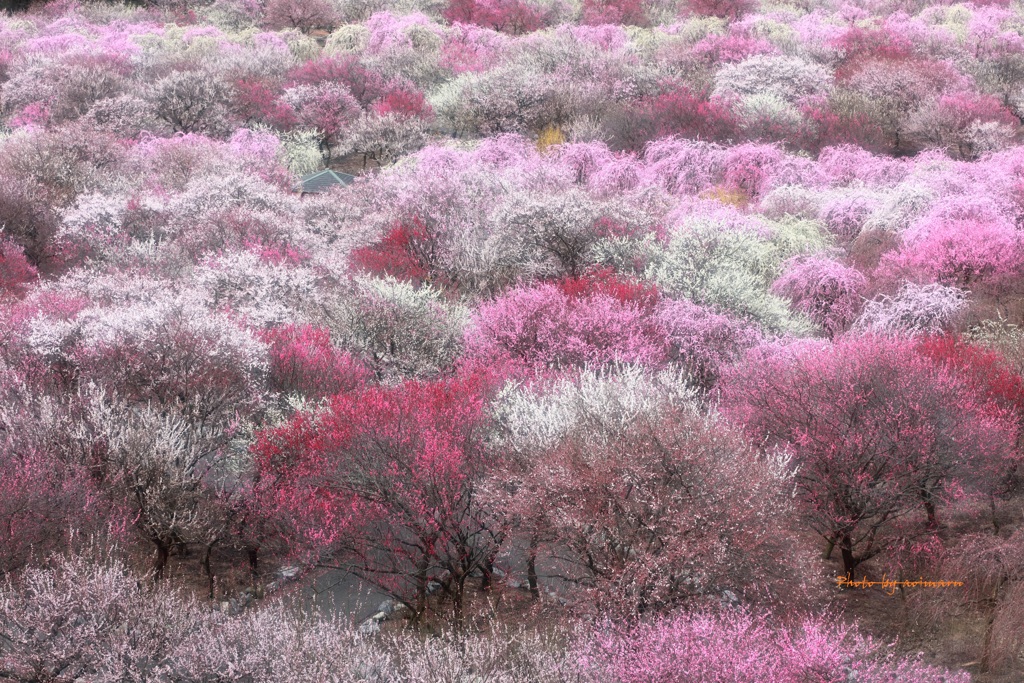 梅の園