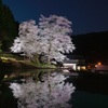 苗代桜　ライトアップ②