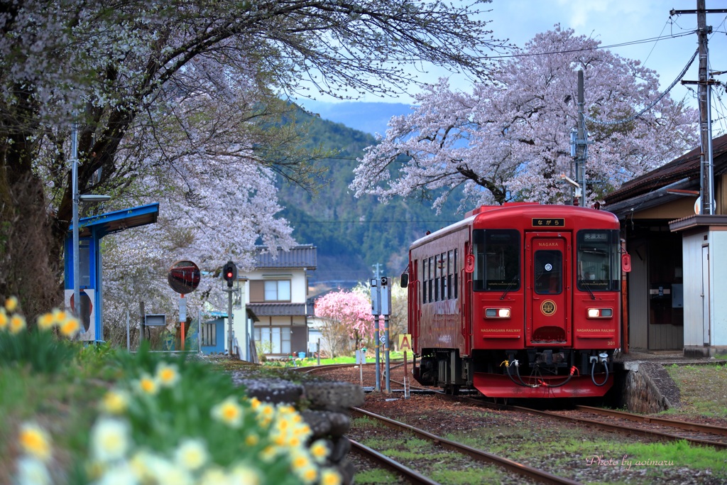 桜浪漫ながら