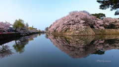 桜　彦根城Ⅱ