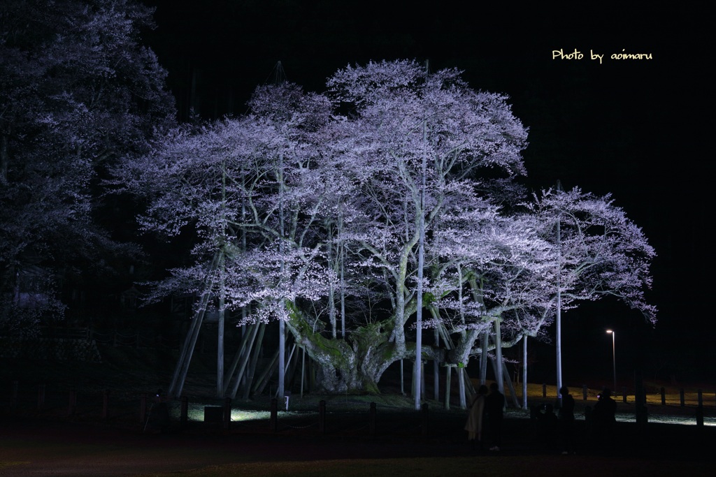 薄墨桜　ライトアップ