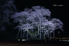 薄墨桜　ライトアップ