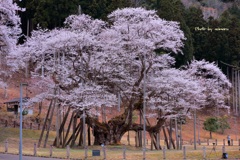 淡墨桜1500年の歴史