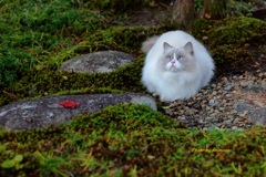 まりんの秋　(=^・^=)