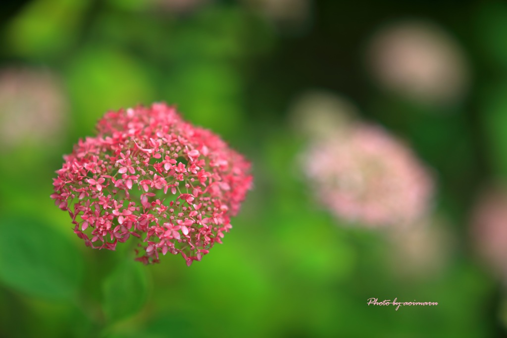 紫陽花の季節