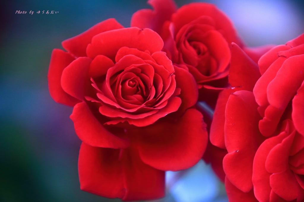 Ｒｅｄ